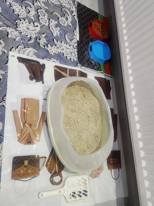 Серебристая шиншила