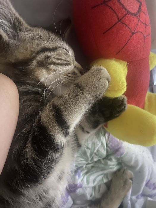 Шестимесячный котик