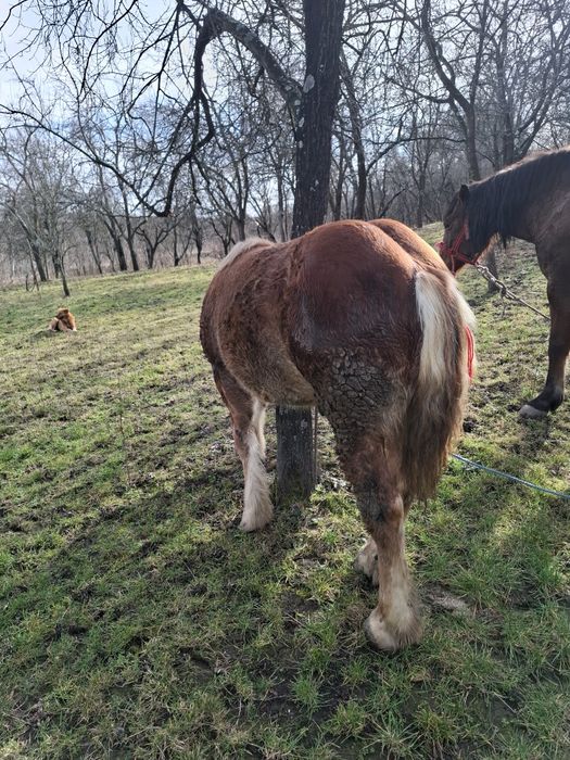 Vând manza de 9 luni