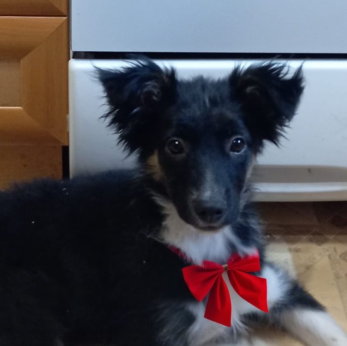 Щенок ищет дом, отдаётся щенок в добрые руки