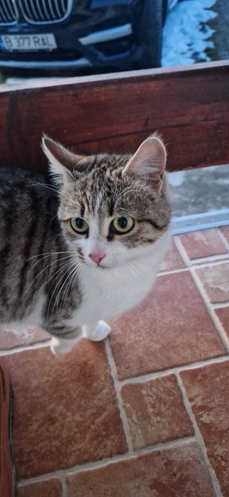 Pisicuta cauta familie pe care sa o adore