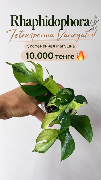 Сциндапсус Крем Брюле