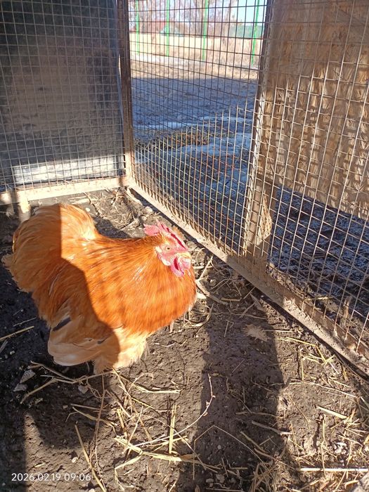 Кохинхин карликовый