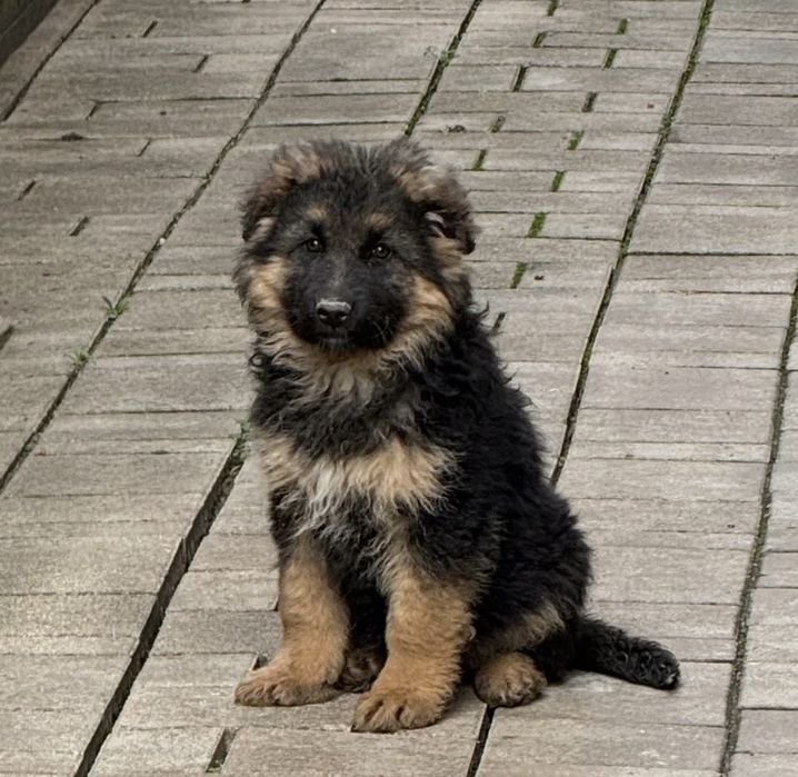 catelusa ciobanesc german super linie show