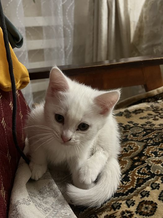 Котята, отдам в добрые руки !
