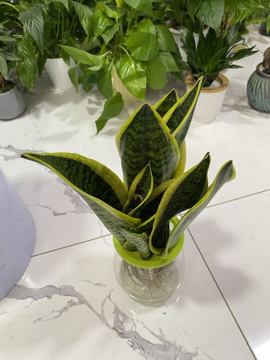 Цветы для дома и офиса. В скидочных ценах