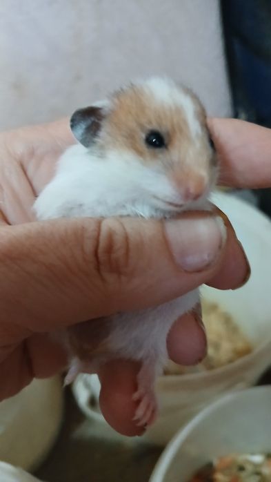 Сирийские грызуны