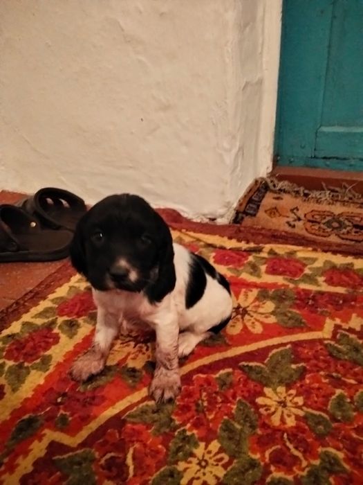 Продам спаниель