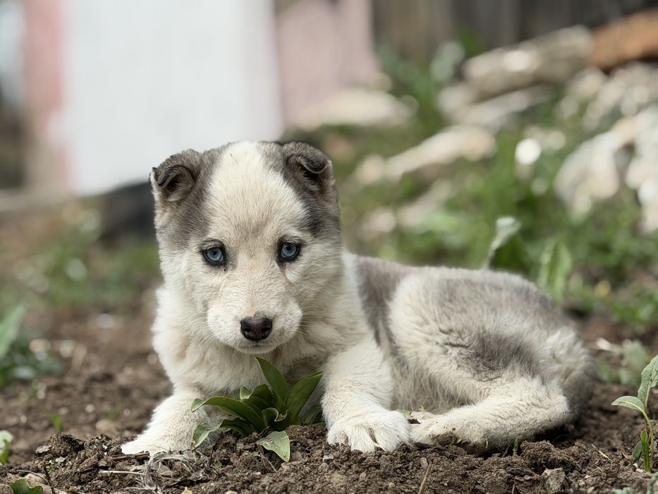 Femela husky siberian!