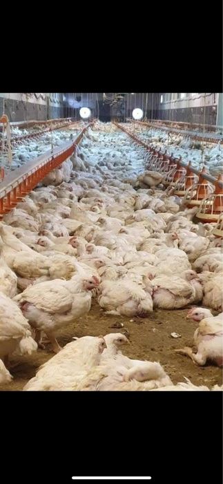 Vând pui alb de carne si rosu/porumbac rasa mixta