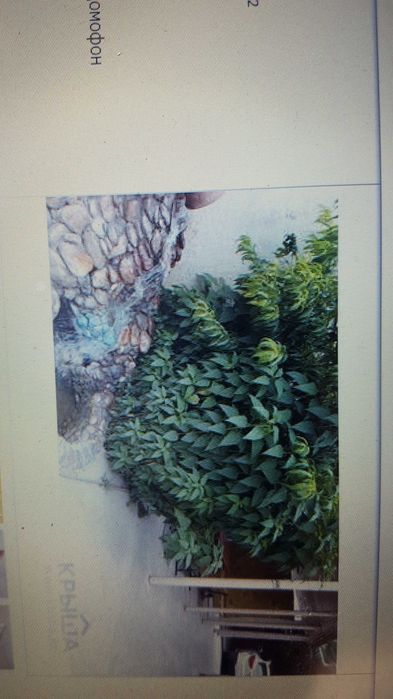 дом в центре города