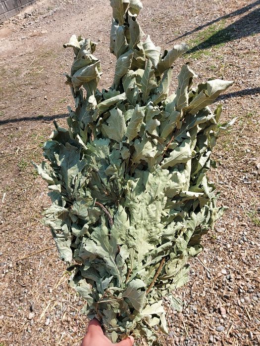 Весенние веники дубовые