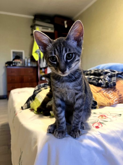 Котята в любящую семью