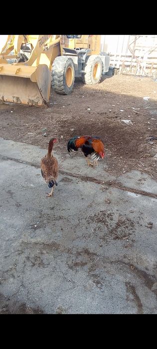 Дакан қораз сатылады