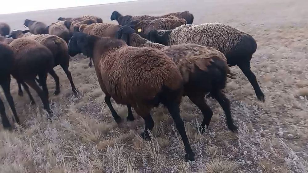 Продаётся бараны