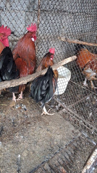 Xõroz Damashni Sotiladi