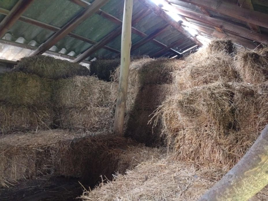 Vand baloți de lucerna