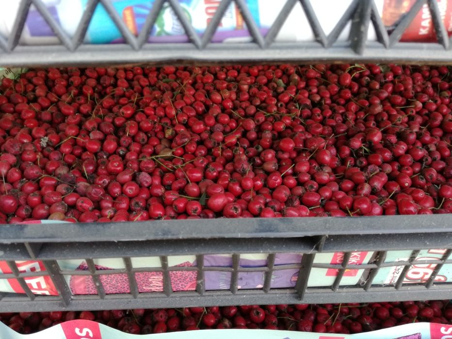 Vand paducel uscat si macesel