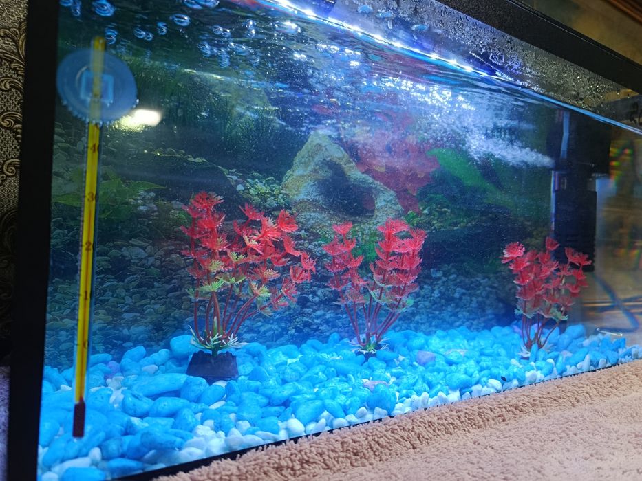 Akvarium sotiladi full komplekt
