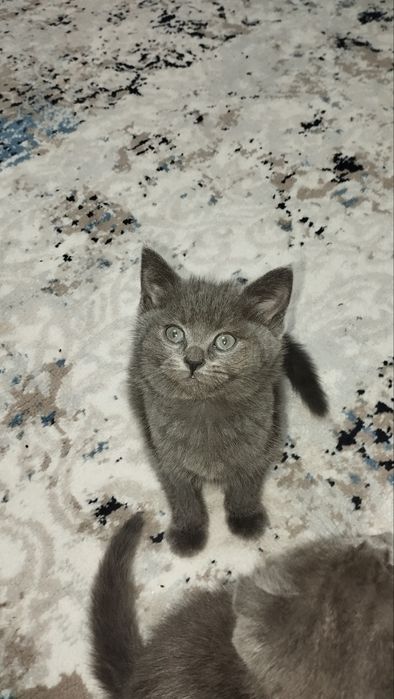 Mushukchalar sotiladi.