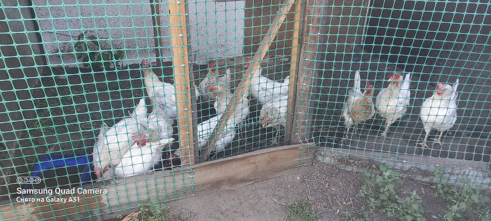 Продам курей  несушки