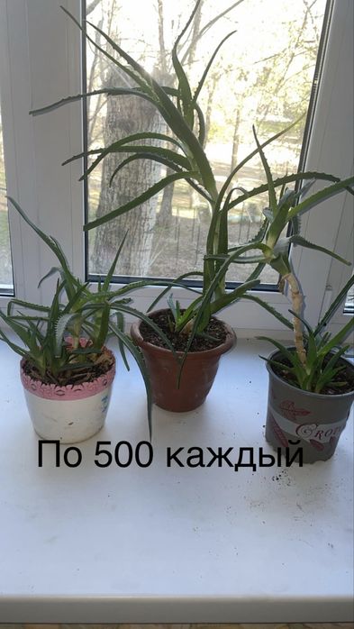 цветы алоэ разного размера