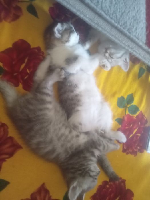 Отдадим в добрые руки