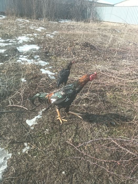 Даканы  продам !!!