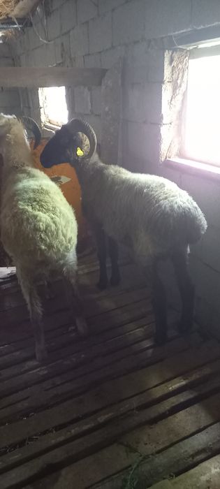 Семіз қошқарларбар