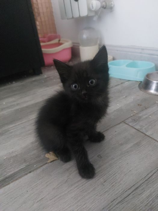 Котята красивые игривые