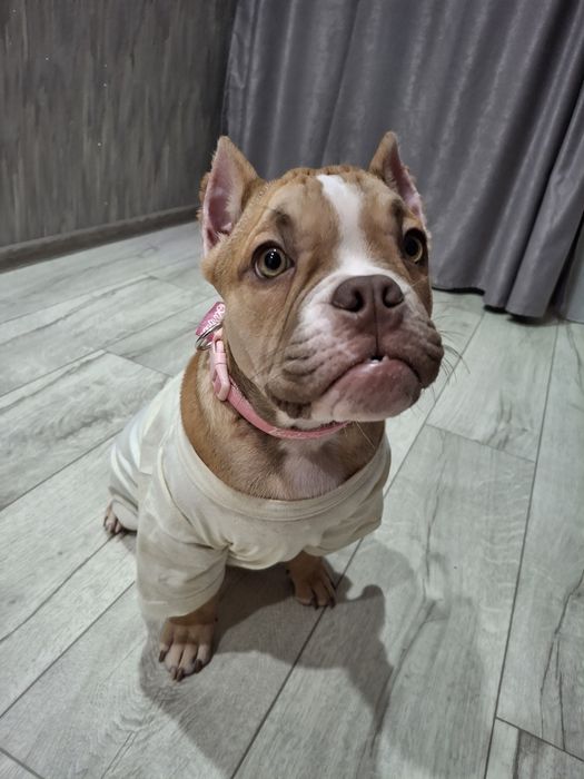 Продам Американского Булли девочку