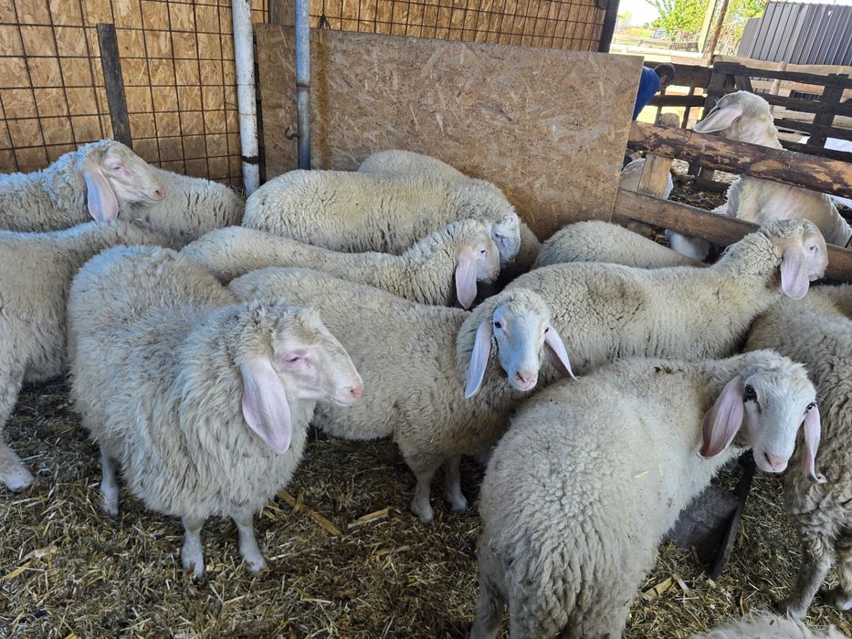 Mielute si berbecuti bergamasca