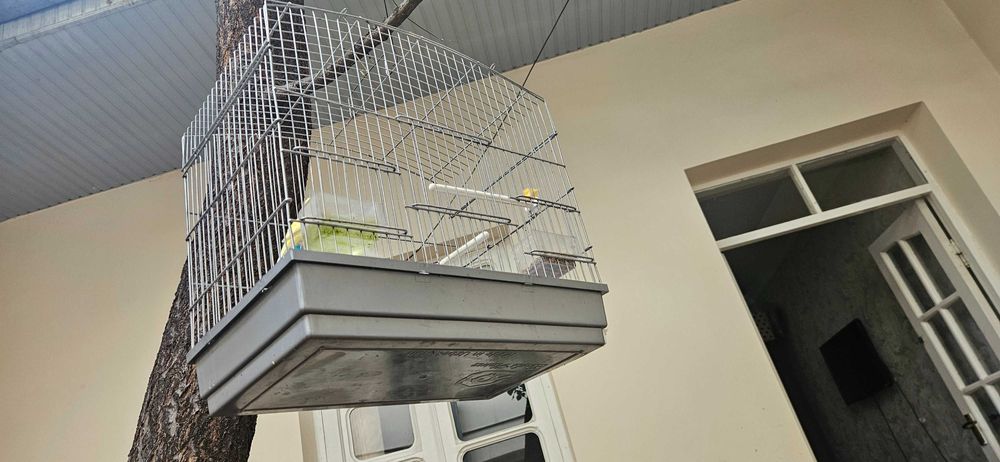 Qafas yengide kop ishlatilinmagan