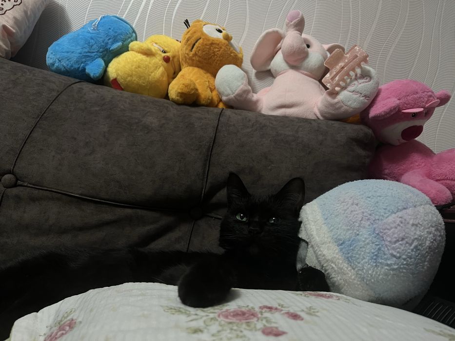 отдаю кошечку в добрые руки