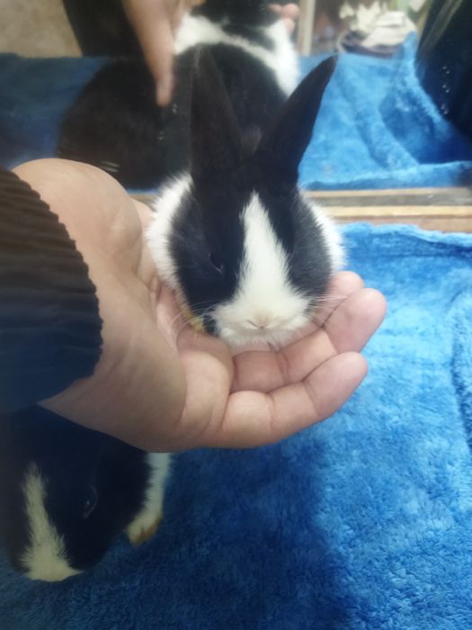 Galland panda quyon bollari sotiladi