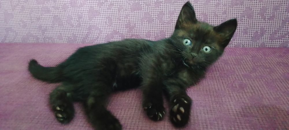 Котёнок Уеуе, девочка