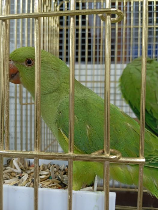 Продам птиц разных пород карела волнистые попугаи розеллы Александр