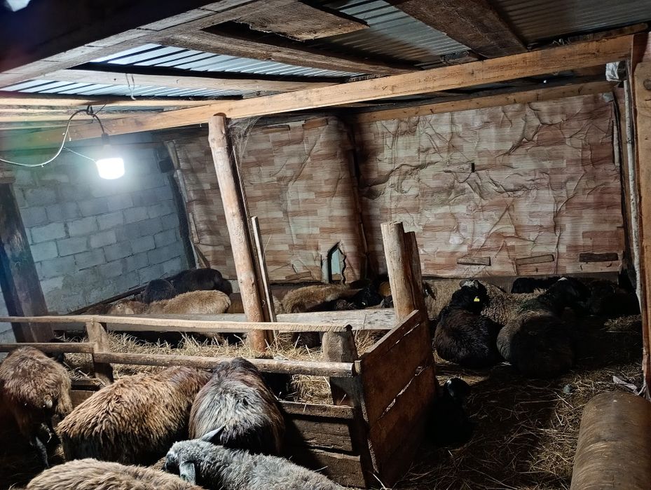 Продам баран находятся в городе