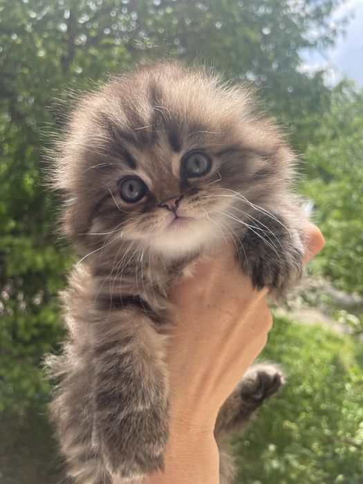 Продаются котята породы скоттиш фолд и скоттиш страйт