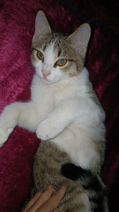 3 ta mushuk bolasi (hammasi oʻgʻil)