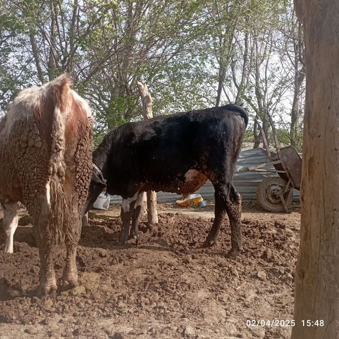 Buqalar sotiladi. Smental