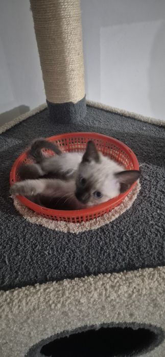 Мушукчалар сотилади