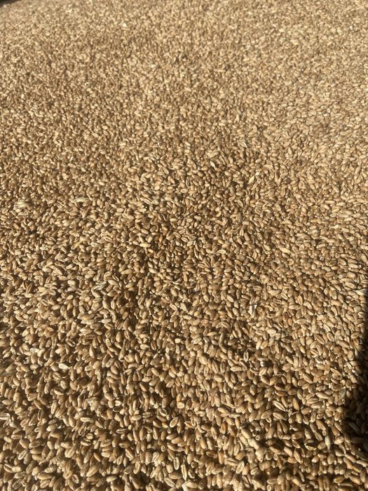 Vând grâu producție 2025