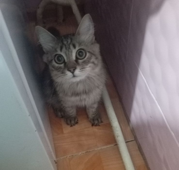 Котик в добрые руки
