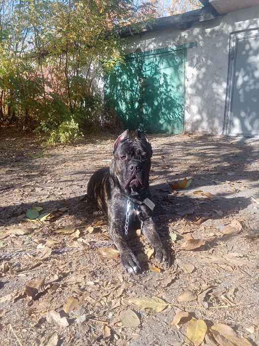 Продам Кане Корсо