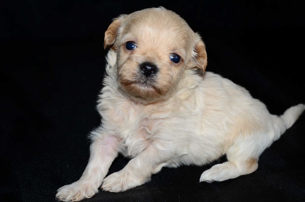 Роскошные мальтипу F1 мини !