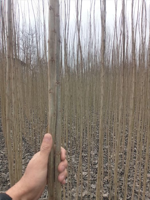 Õzbekiston terak kõchatlar