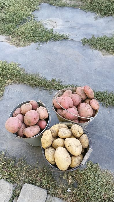 Домашняя картошка