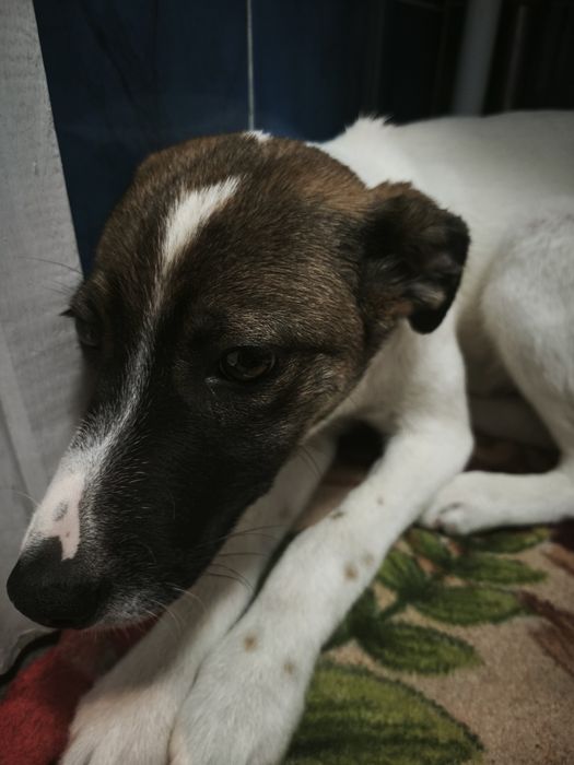 Отдам щенка в добрые руки