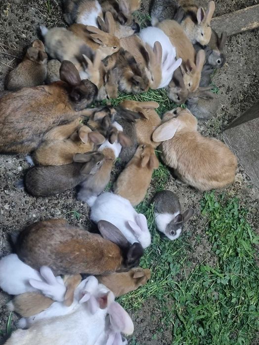 Vand iepuri mari și mici